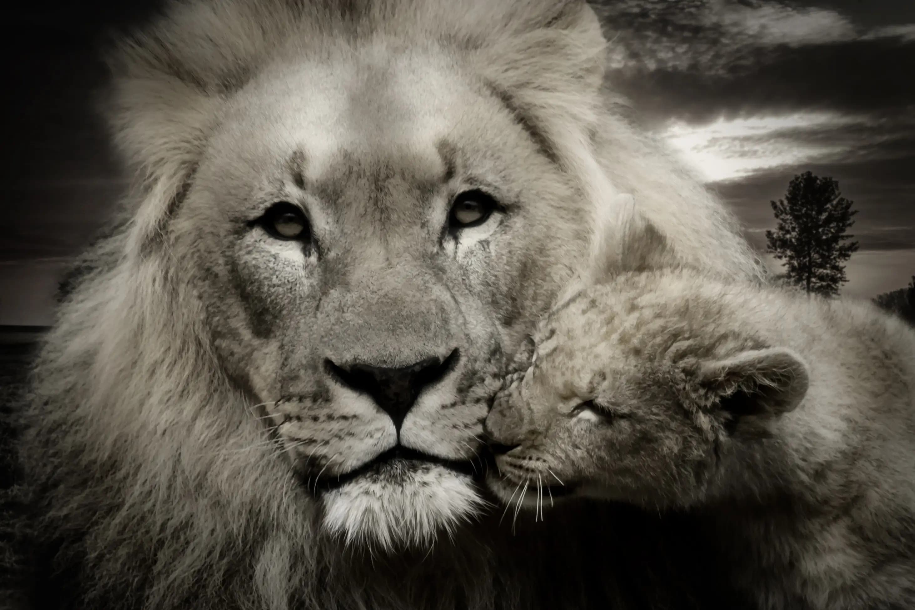Young lion loves his dad